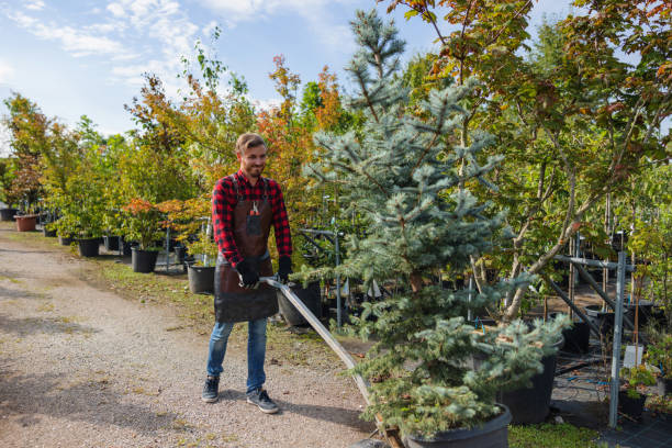 Best Residential Tree Removal  in Pioneer, CA